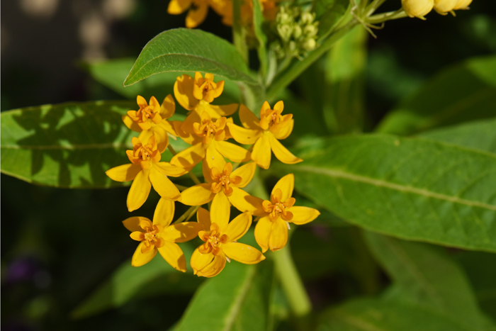 Mexican Butterfly Weed is an introduced species, annual or perennial, that grows up to 3 feet or so. Flowers vary in color from red, red and yellow and yellow. Asclepias curassavica
